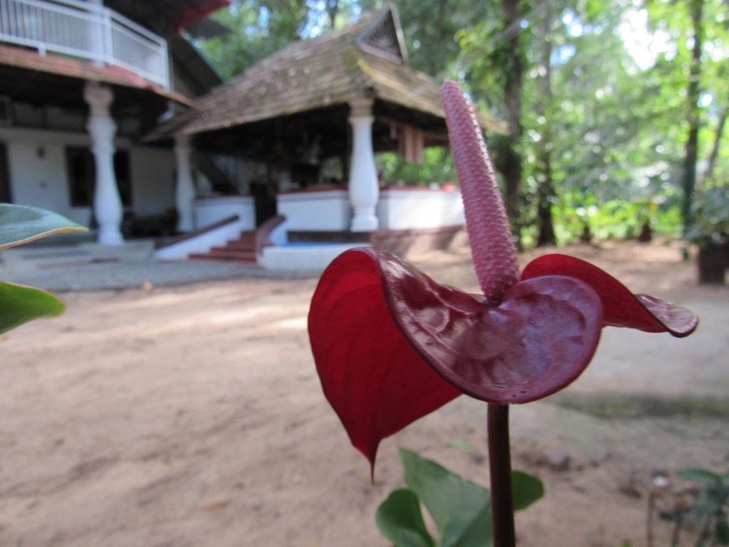 Вилла Marari Dreamz Alappuzha Экстерьер фото